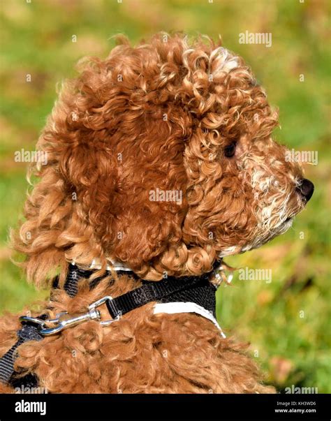 Image result for Red Cockapoo Puppy