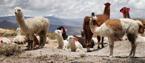 Image result for Colca Peru