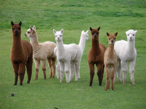 alpacas-so beautiful | Cute alpaca, Llama pictures, Alpaca