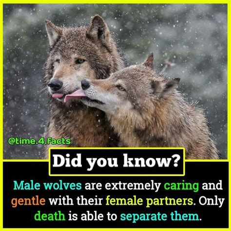 Image result for Wolves Facts
