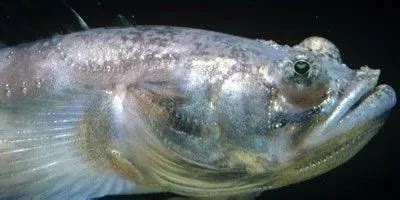 Image result for How Do Fish Sound