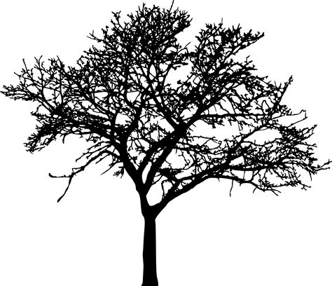 Tree Silhouette Drawing at GetDrawings | Free download