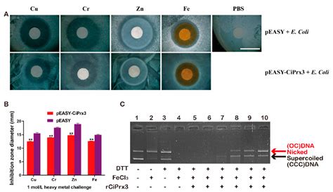 Grass Carp Prx 3 Elevates Host Antioxidant Activity and Induces ...
