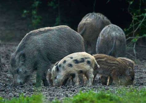 Hog vs Pig: 6 Main Differences - A-Z Animals