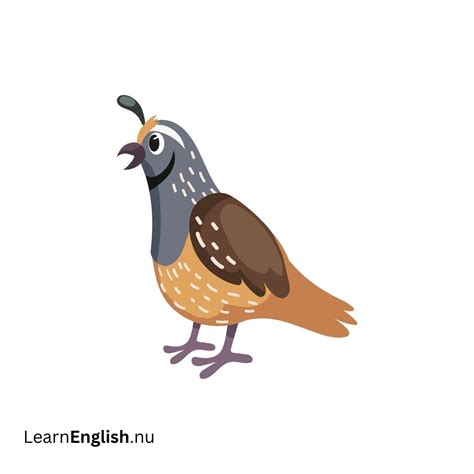 Bird Names in Spanish: 77 Birds in Spanish to English - learn spanish