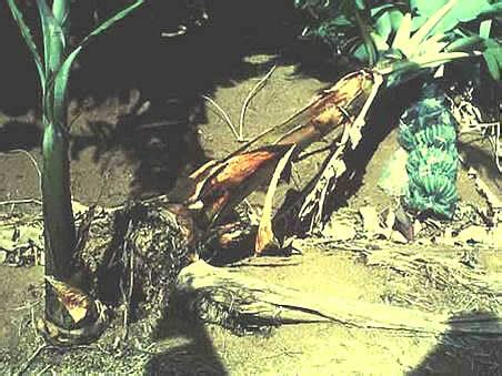 TNAU Agritech Portal :: Crop Protection