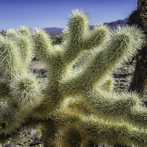 Teddy Bear Cholla