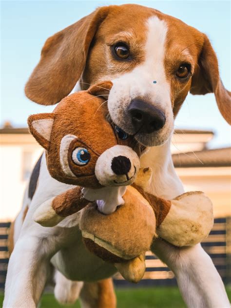 Top 10 Dog Breeds for Indian Apartments