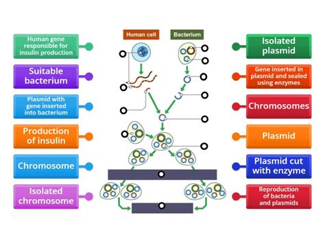Image result for Genetic Engineering Process Diagram