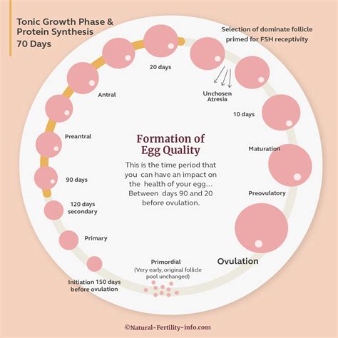 Fantastic Info About How To Improve Quality Of Eggs - Servicecomplex10