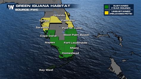 Falling Iguanas Possible in Florida Sunday Morning - WeatherNation - habitat of iguana