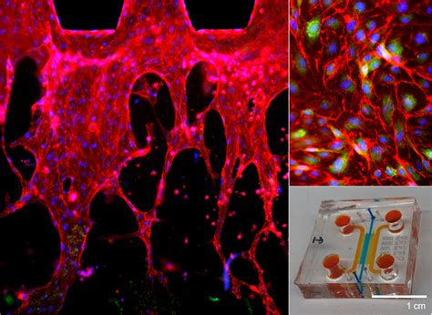 Biomedical Engineering Research 的图像结果
