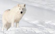 Snow Wolf Wallpaper by Snow Wolf Wallpapers Wallpaper Cave Snow Wolf Wallpaper