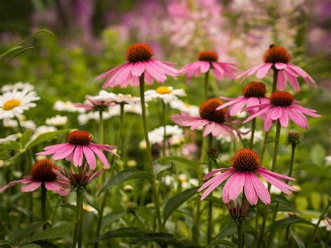 5 Best Coneflower Companion Plants and The Worst to Avoid | Florgeous