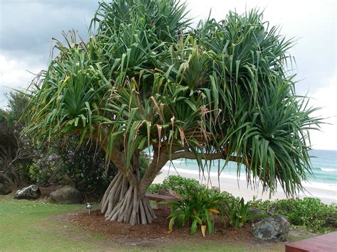 What Does A Pandanus Tree Look Like at Phoebe Grieve blog