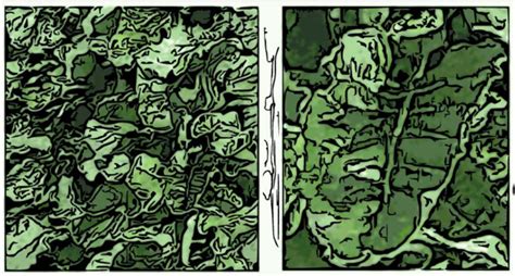 Image result for Vegetative Proportion Background