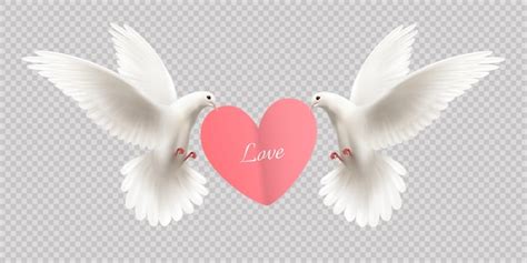 Love design concept with two white pigeons holding heart in its beak on ...