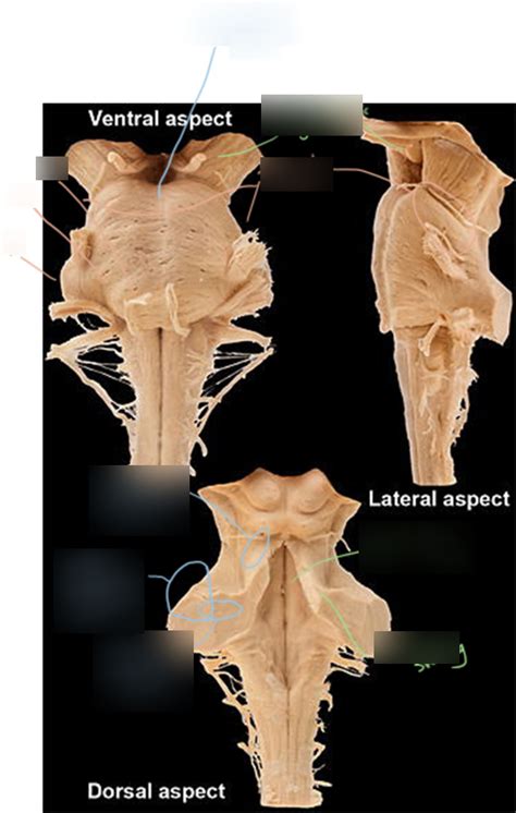 Image result for Pons Function