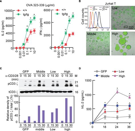 Cytotoxic T-cell Activation 的图像结果