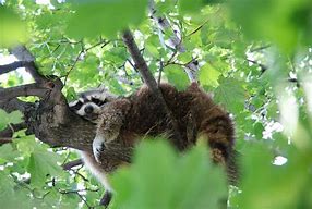 Image result for Raccoon Sleeping