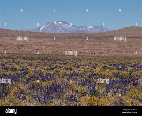 Blooming lupins in the Atacama desert, volcanoes in the background ...