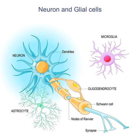 Image result for Brain Cell Types