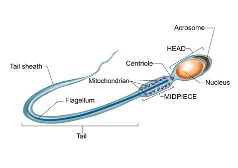 Sperm Slide Labeled Draw A Labelled Diagram Of Sperm. Biology
