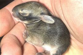 Image result for Wild Baby Rabbits Abandoned