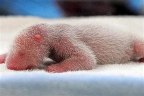 熊猫幼崽为什么那么小 熊猫幼崽成长过程 - 致富热