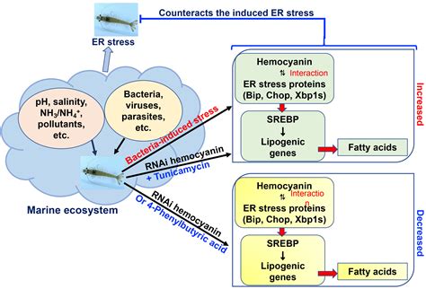 Modulation of SREBP Expression and Fatty Acid Levels by Bacteria ...