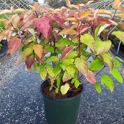 Neon Burst™ Red Twig Dogwood - Grown By Overdevest