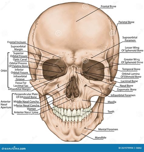 BOARD Skull, Anterior View Stock Photography | CartoonDealer.com #261979994