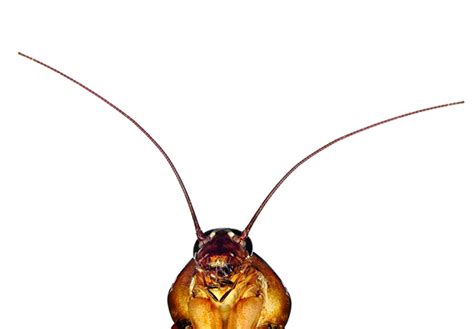 Debugger for Java Extension 的图像结果