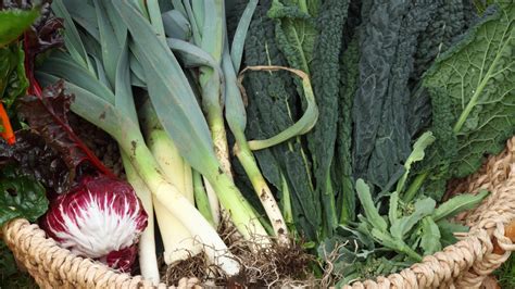 7 Tough Winter Plants You Need In Your Garden This Season