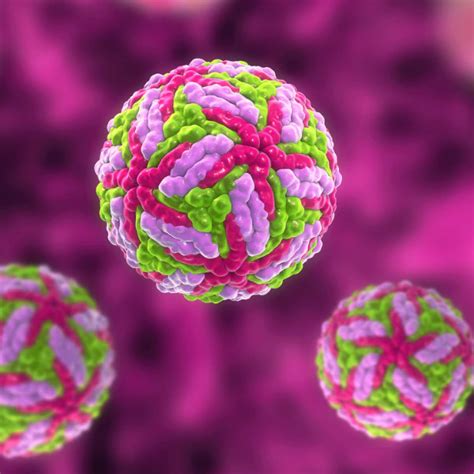 US Reports First Death from the Powassan Virus – A Tick-Borne Infection