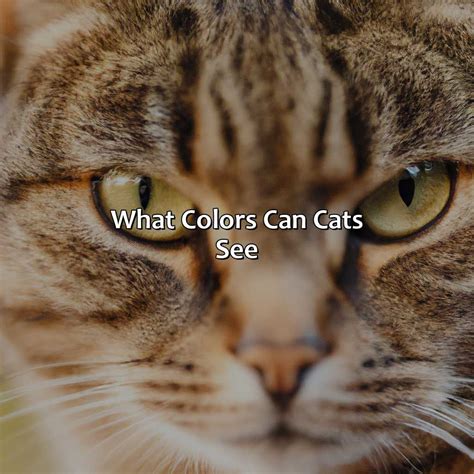 Can Cat See All Colors at viimaddisonblog Blog