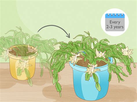 How to Care for a Christmas Cactus: 14 Steps (with Pictures)