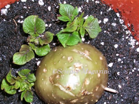 Image result for Vegetative Reproduction Potato
