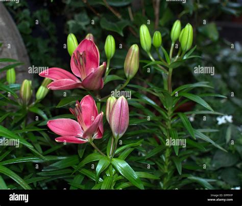 Red lily flowers closeup (Lilium) blossoming in May Stock Photo - Alamy