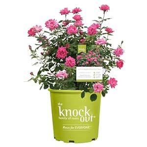 Knockout Double Pink Rose Shrub Plants : Amazon.in: Garden & Outdoors