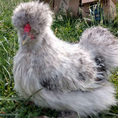 Image result for Brooder House Drawing