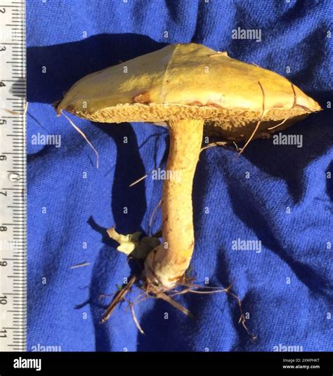 Chicken Fat Mushroom (Suillus americanus) Fungi Stock Photo - Alamy