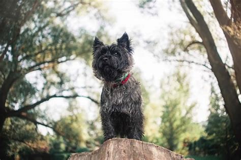 Cairn Terrier [Ultimate Guide: Health, Personality & More]