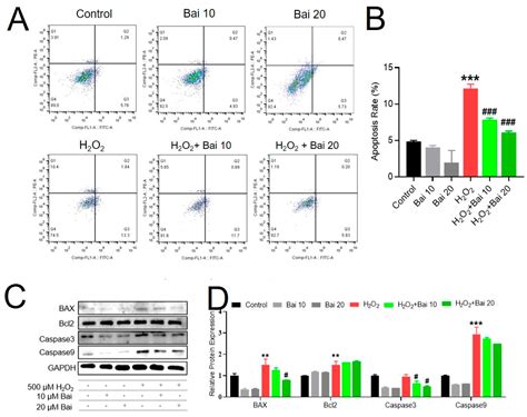 Baicalin Attenuates H2O2-Induced Oxidative Stress by Regulating the ...