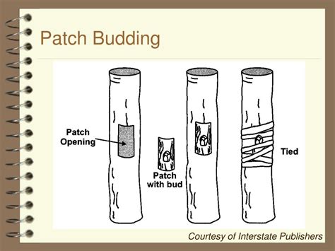 Image result for Methods of Budding