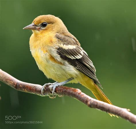 Juvenile Baltimore Oriole by Bill McCormack / 500px