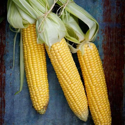 Buy Sweet Corn Seeds (Maka) Online – Bombay Seeds