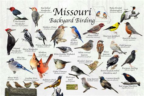 Missouri Backyard Birds Someone Has Made Themself Right At Home In Our