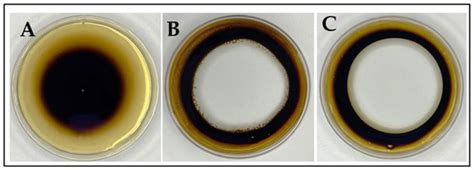 Biotechnological Key Genes of the Rhodococcus erythropolis MGMM8 Genome ...
