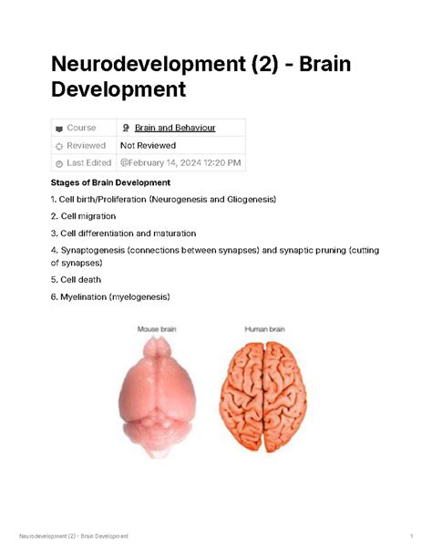 Image result for Neurological Development